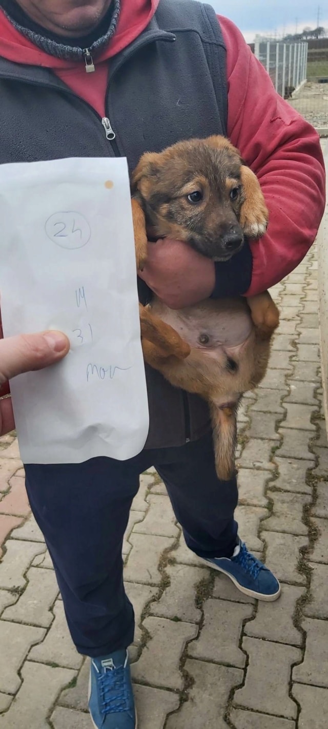 Snatch, chien à l'adoption chez Remember Me France