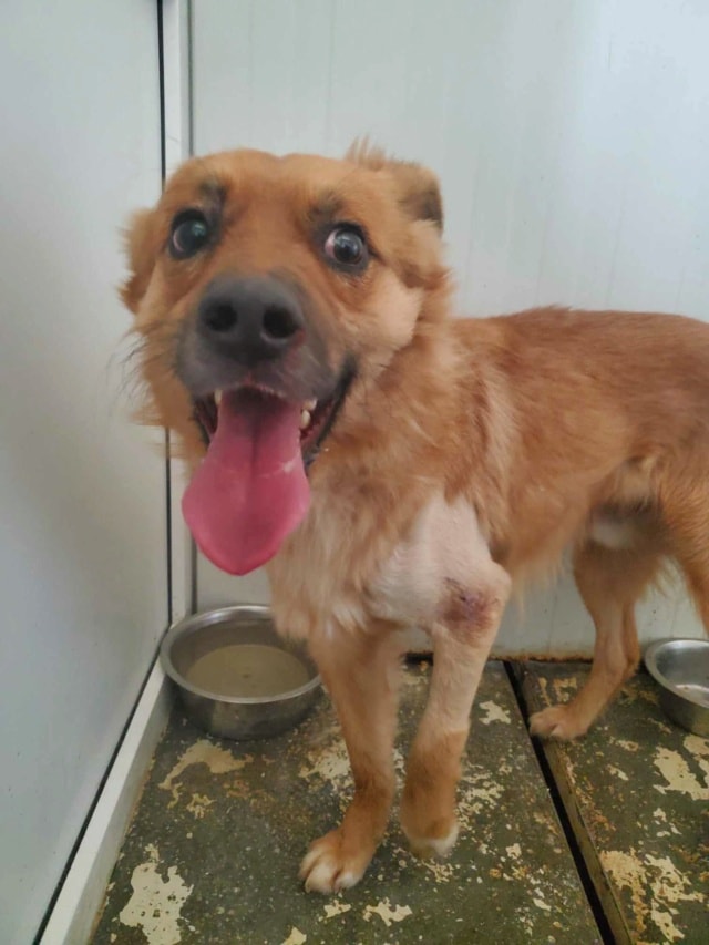 Snoopy, chien à l'adoption chez Remember Me France