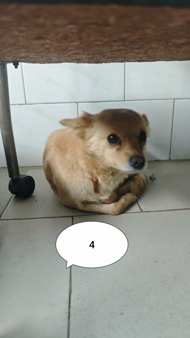 Soline, chien à l'adoption chez Remember Me France