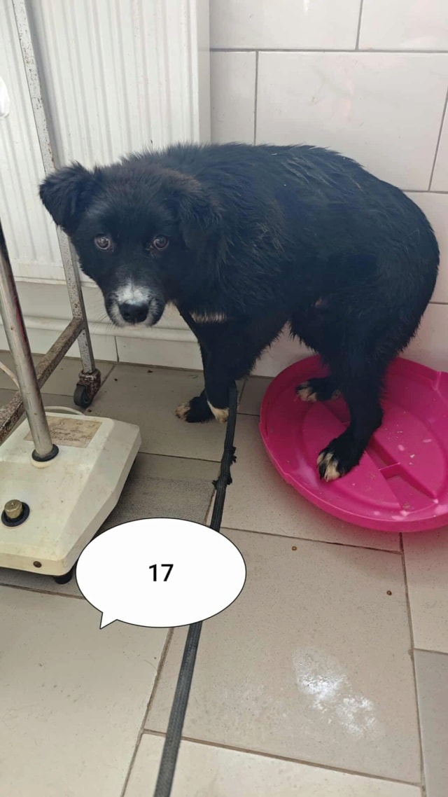 Speedy, chien à l'adoption chez Remember Me France