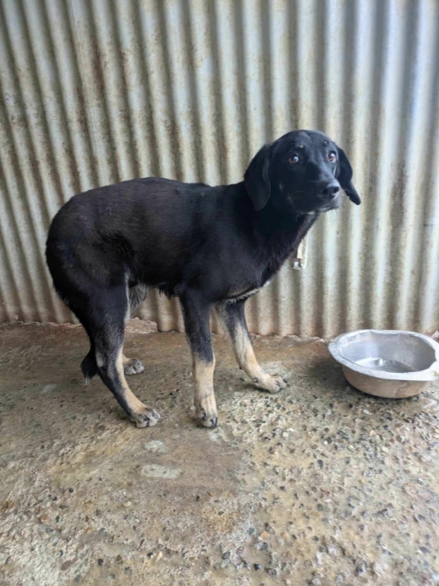 Steel, chien à l'adoption chez Remember Me France