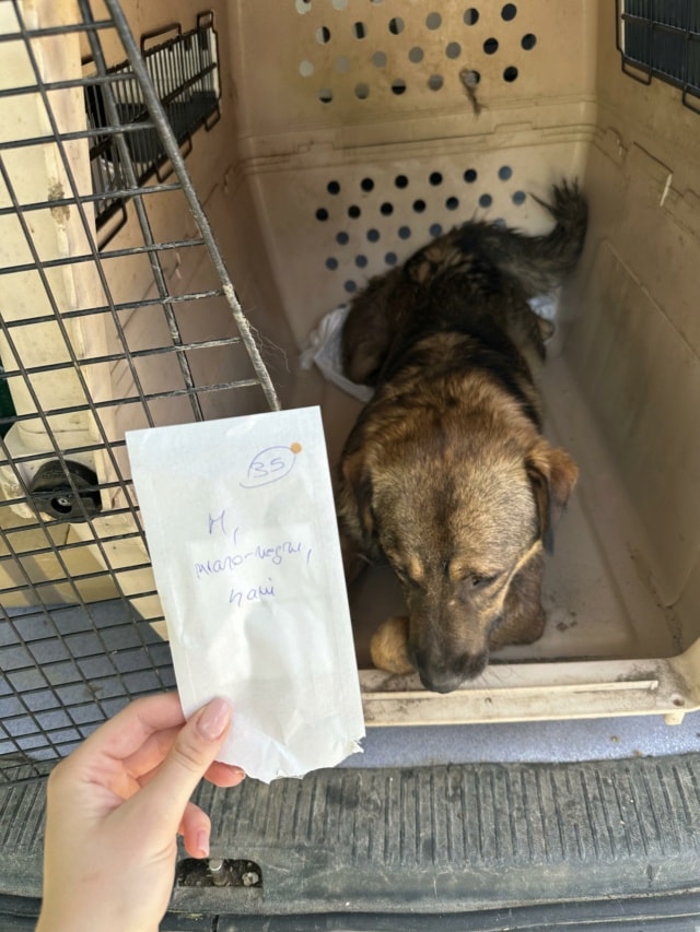 Stetson, chien à l'adoption chez Remember Me France