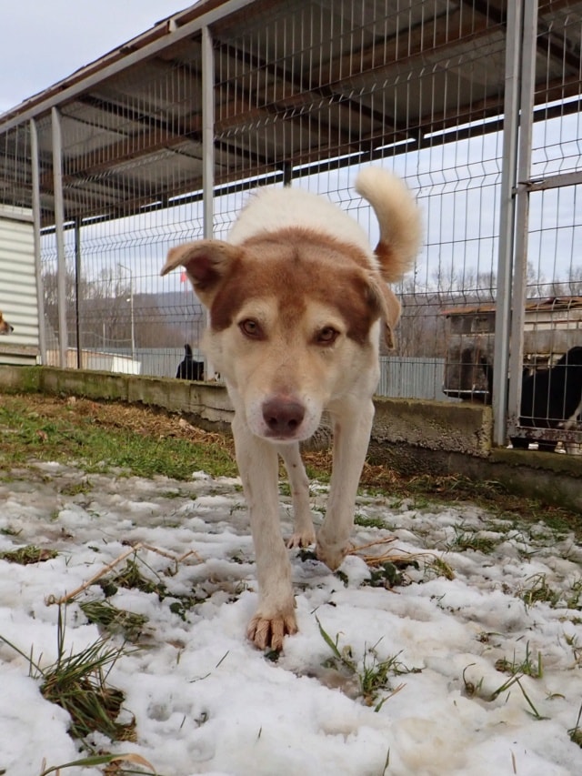 Stitch, chien à l'adoption chez Remember Me France