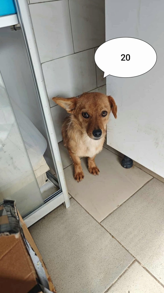 Stuka, chien à l'adoption chez Remember Me France
