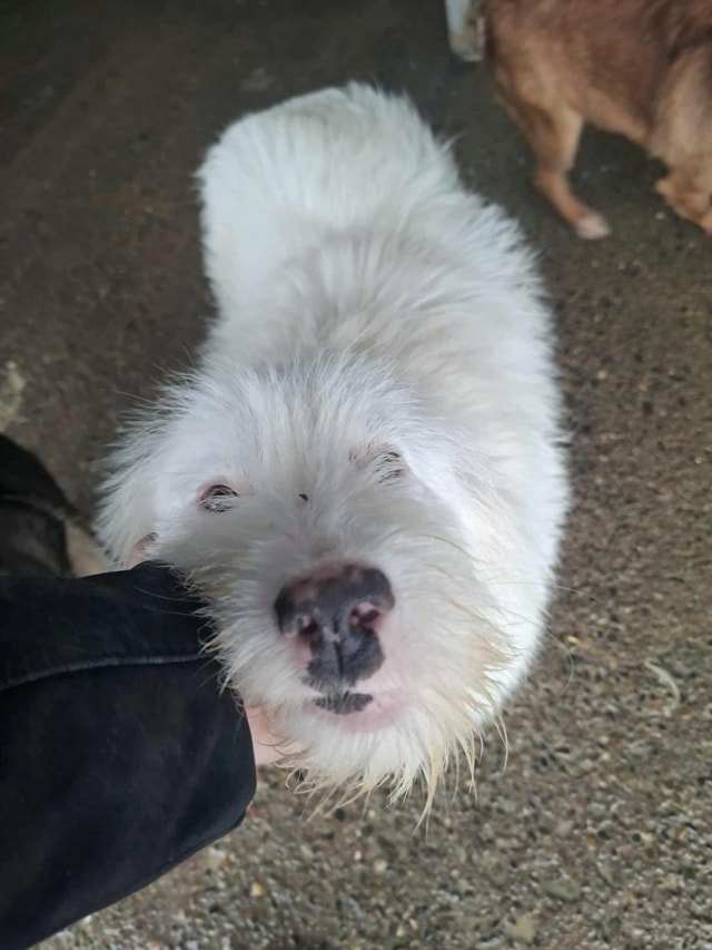 Sudsy, chien à l'adoption chez Remember Me France