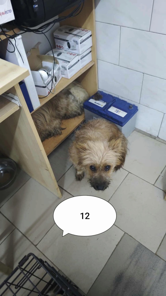 Surimi, chien à l'adoption chez Remember Me France