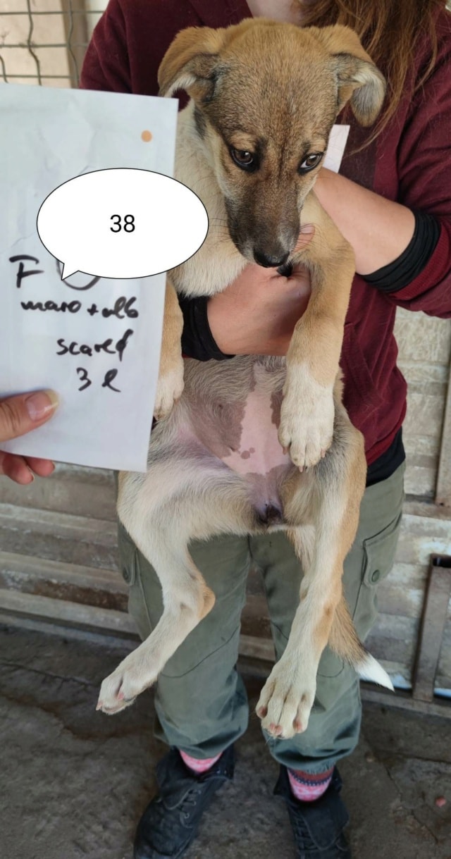 Sydney, chien à l'adoption chez Remember Me France