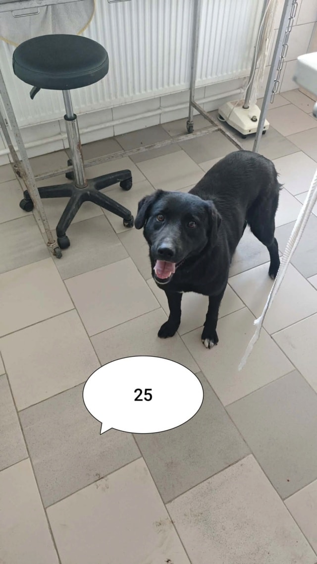 Talyra, chien à l'adoption chez Remember Me France