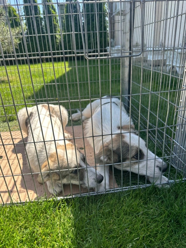 Tana, chien à l'adoption chez Remember Me France