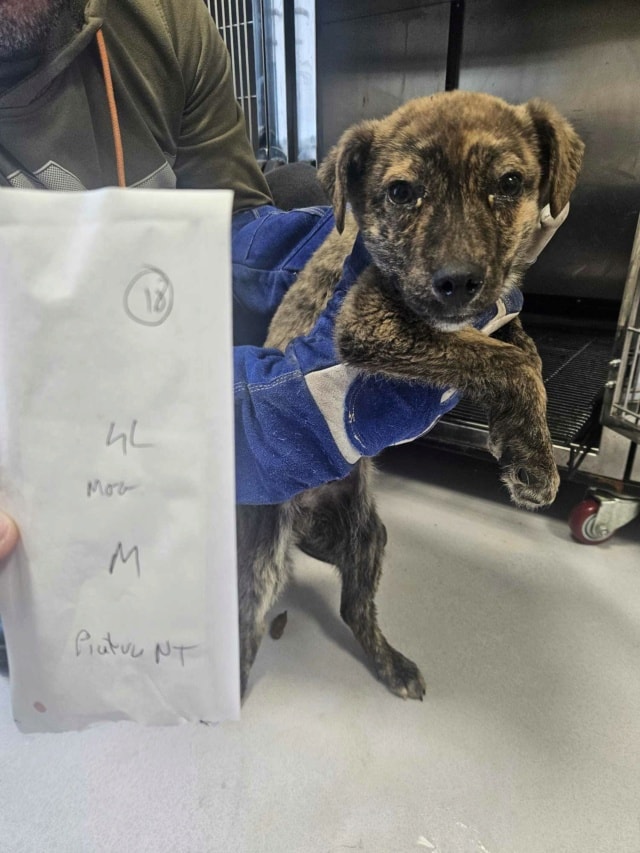 Tarot, chien à l'adoption chez Remember Me France