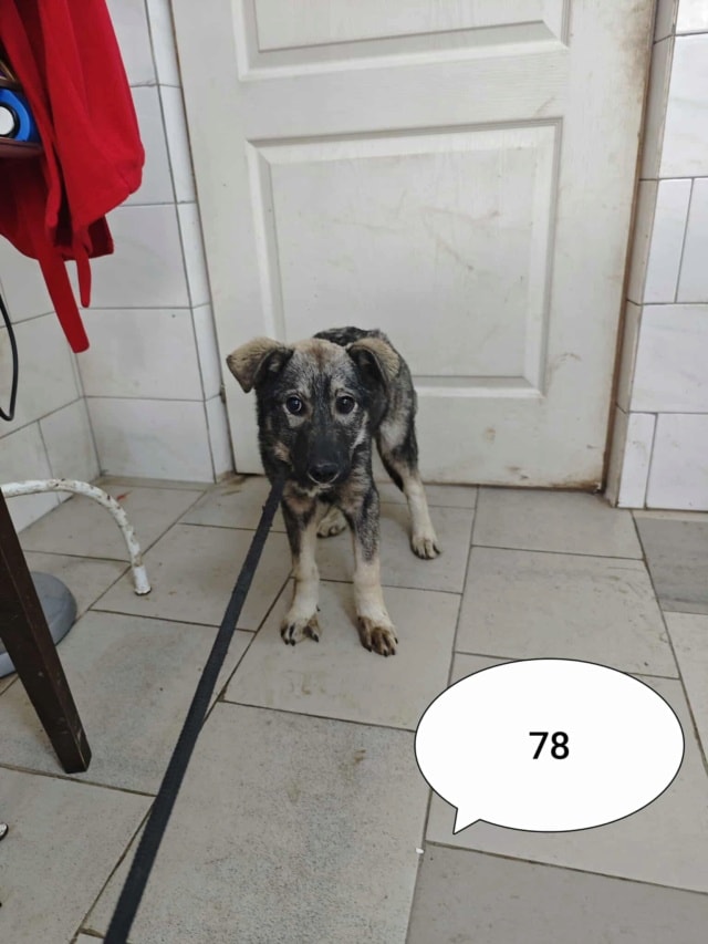 Teeny, chien à l'adoption chez Remember Me France