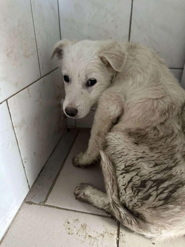 Tekil, chien à l'adoption chez Remember Me France