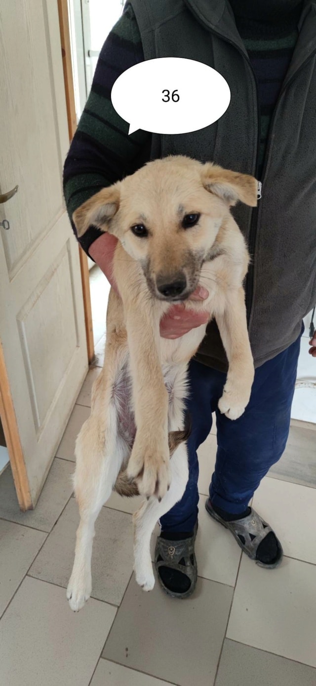 Thalie, chien à l'adoption chez Remember Me France