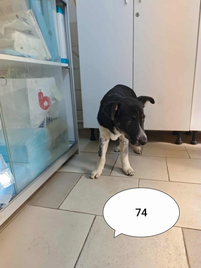 Tiana, chien à l'adoption chez Remember Me France