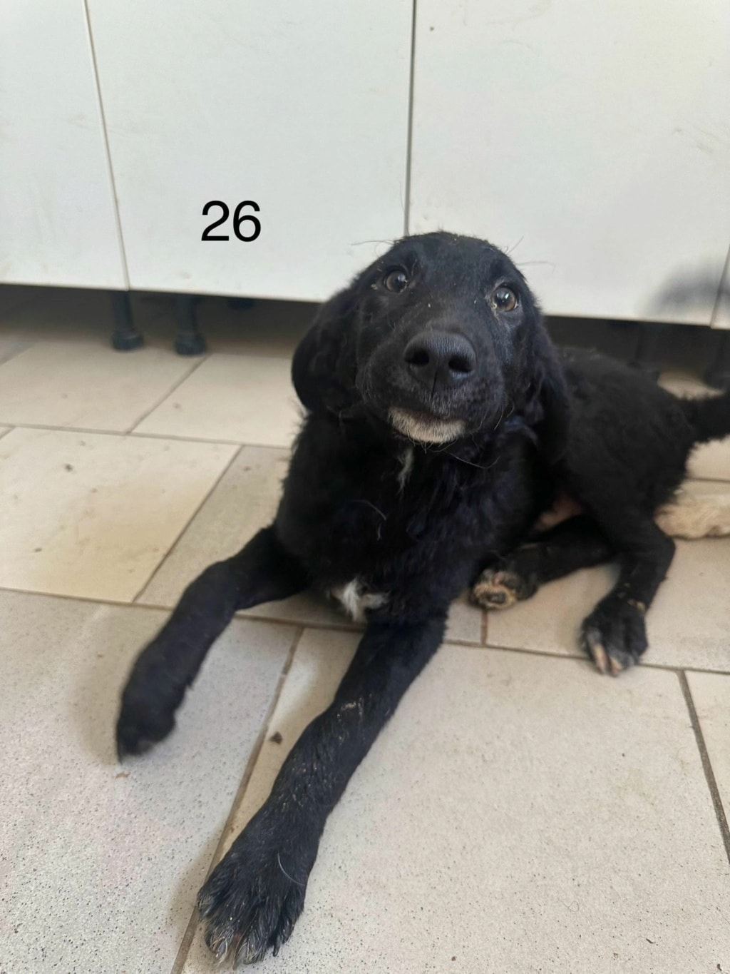 Tilou, chien à l'adoption chez Remember Me France