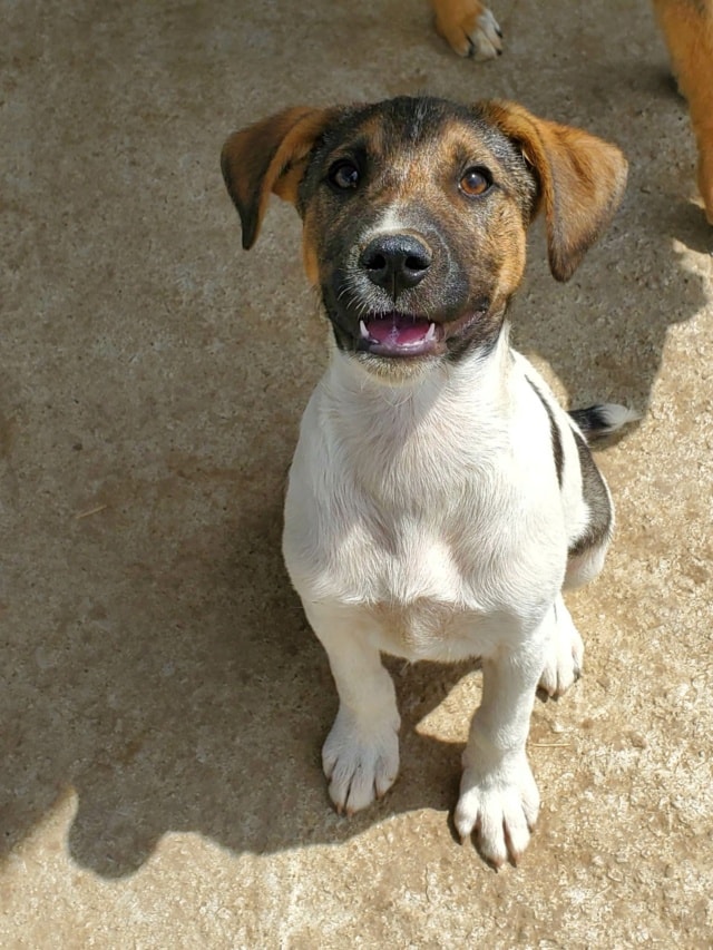 Titoon, chien à l'adoption chez Remember Me France