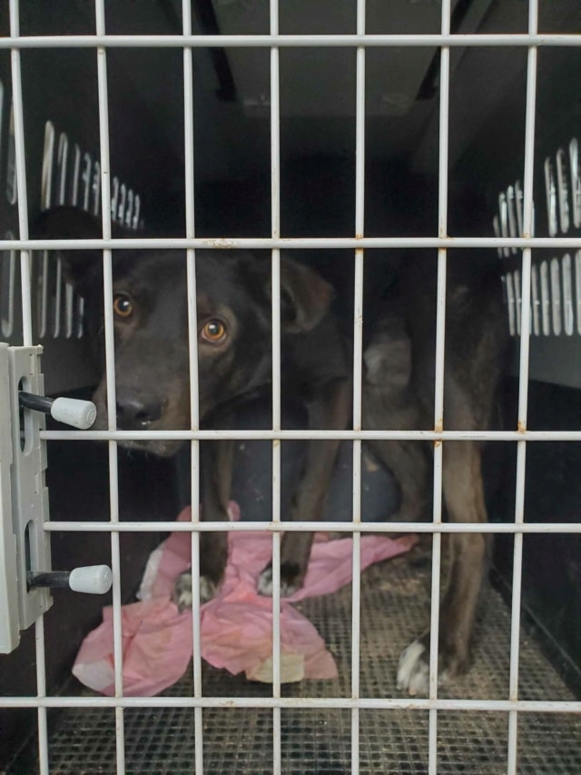 Tomm, chien à l'adoption chez Remember Me France