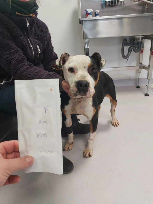 Tossaia, chien à l'adoption chez Remember Me France