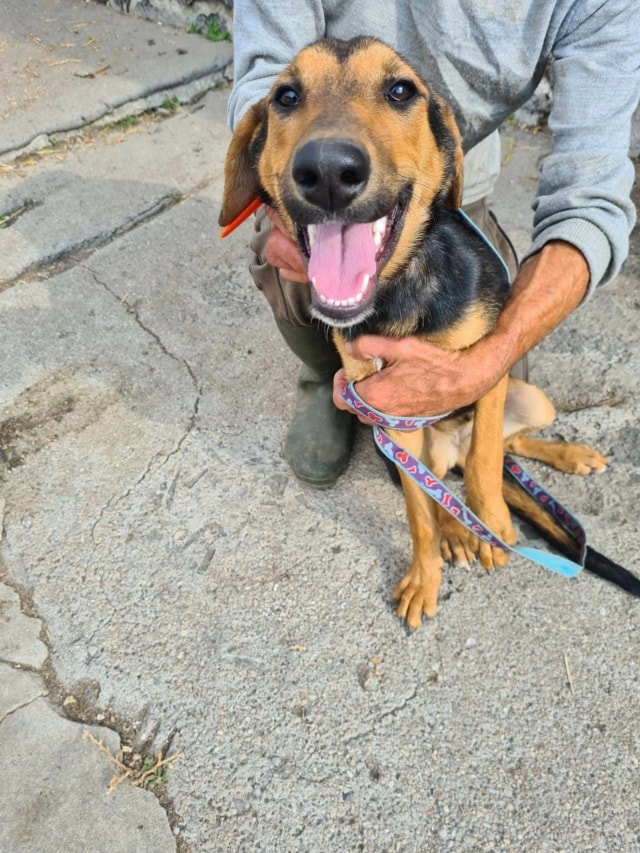 Toula, chien à l'adoption chez Remember Me France