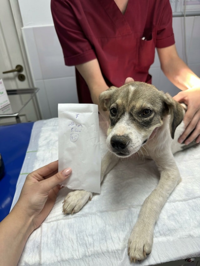 Toulouse, chien à l'adoption chez Remember Me France