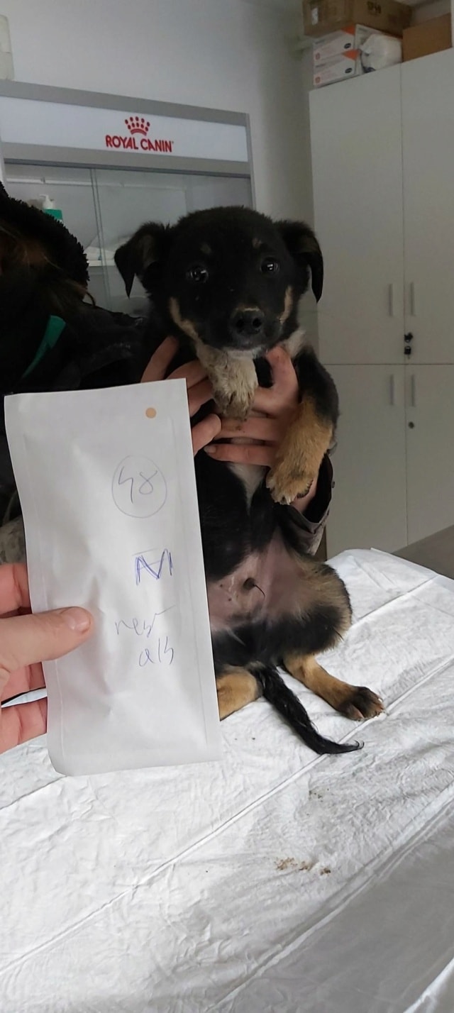 Tounet, chien à l'adoption chez Remember Me France