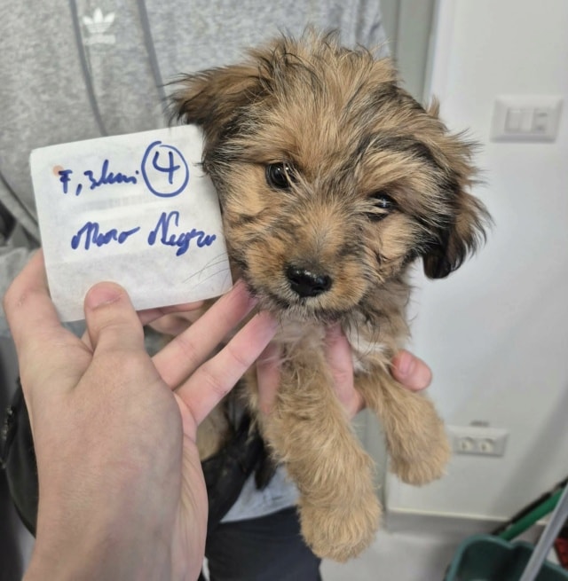 Triss, chien à l'adoption chez Remember Me France