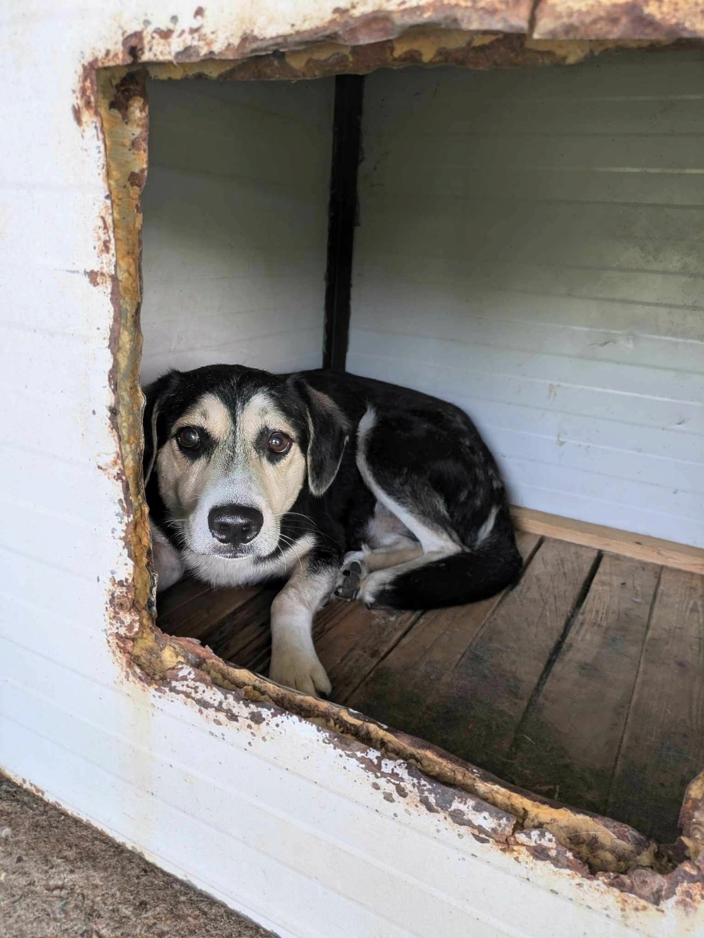 Ulysse, chien à l'adoption chez Remember Me France