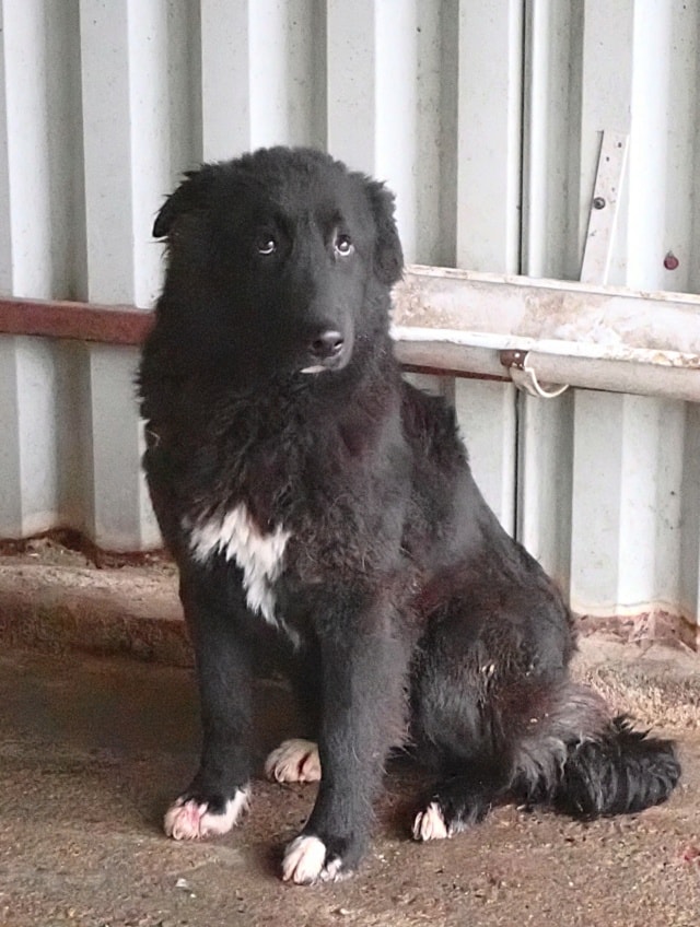 Vasco, chien à l'adoption chez Remember Me France