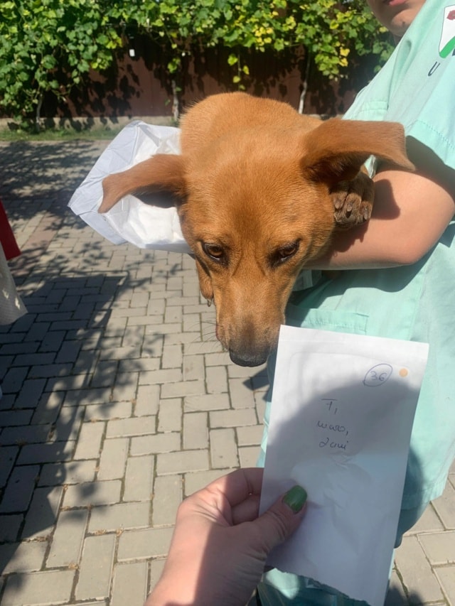 Vega, chien à l'adoption chez Remember Me France