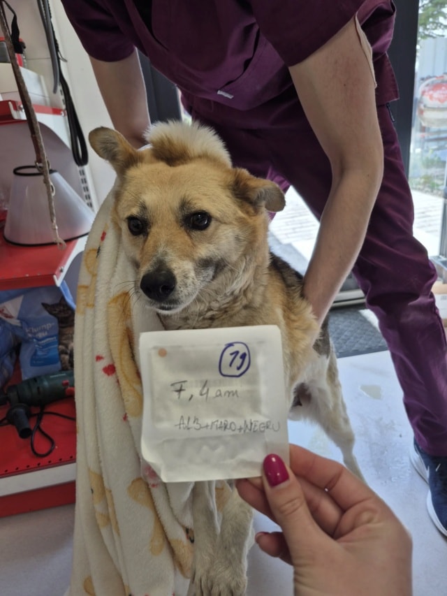 Velora, chien à l'adoption chez Remember Me France