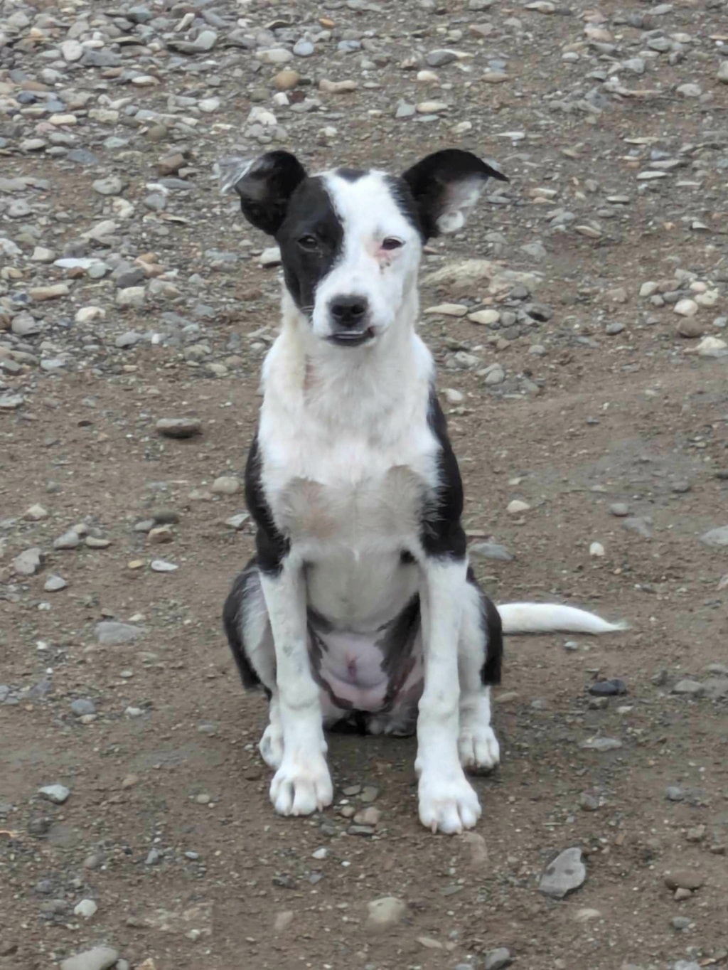 Velyka, chien à l'adoption chez Remember Me France