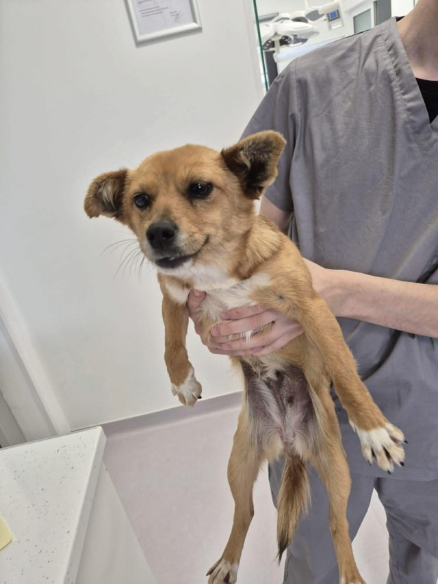 Veverita, chien à l'adoption chez Remember Me France