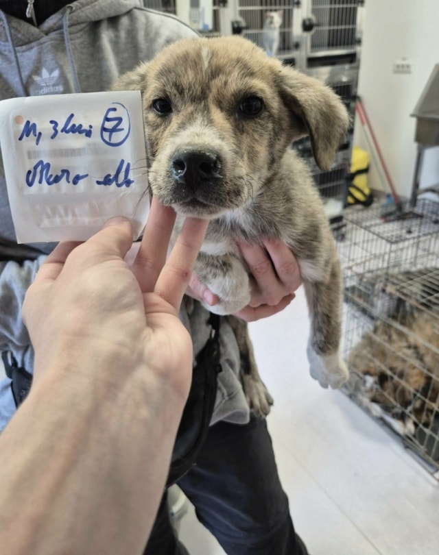 Vezemir, chien à l'adoption chez Remember Me France