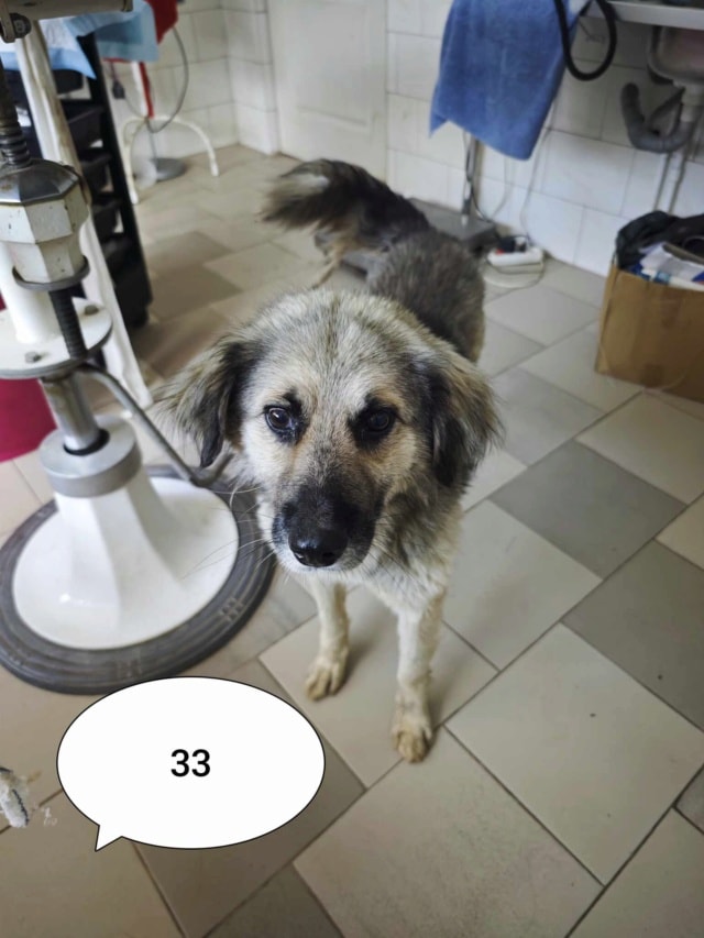 Victor, chien à l'adoption chez Remember Me France