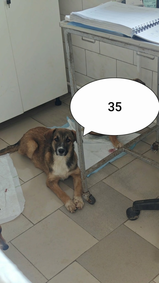 Virelia, chien à l'adoption chez Remember Me France