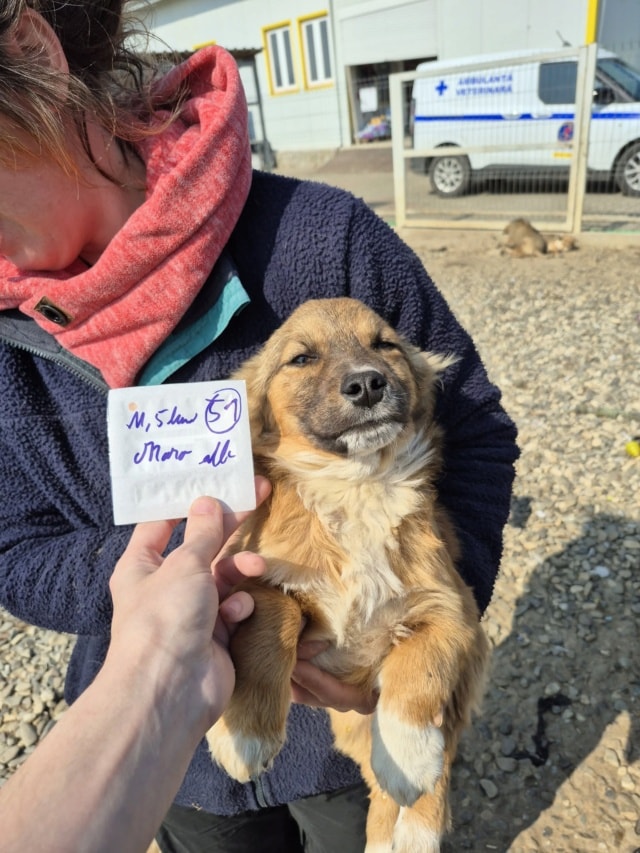 Virtus, chien à l'adoption chez Remember Me France