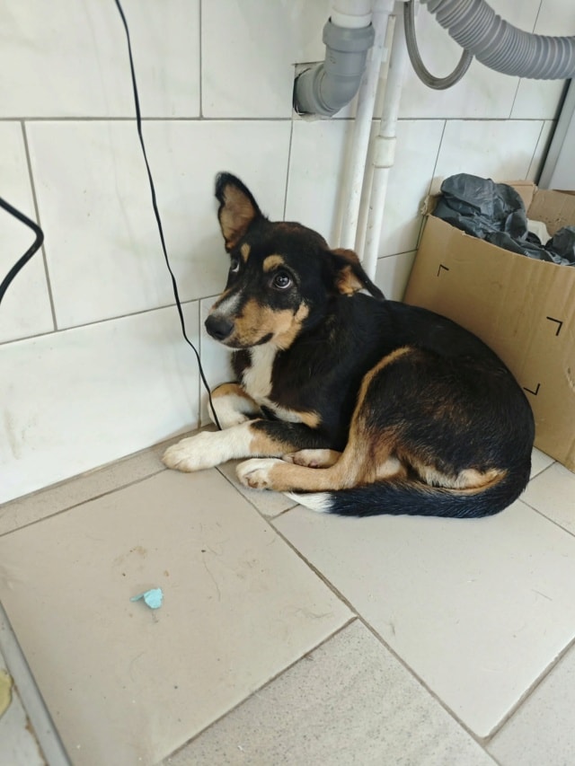 Vito, chien à l'adoption chez Remember Me France