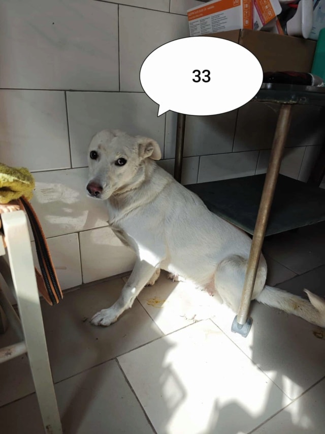 Wikie, chien à l'adoption chez Remember Me France