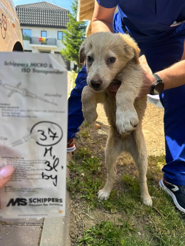 Wilson, chien à l'adoption chez Remember Me France