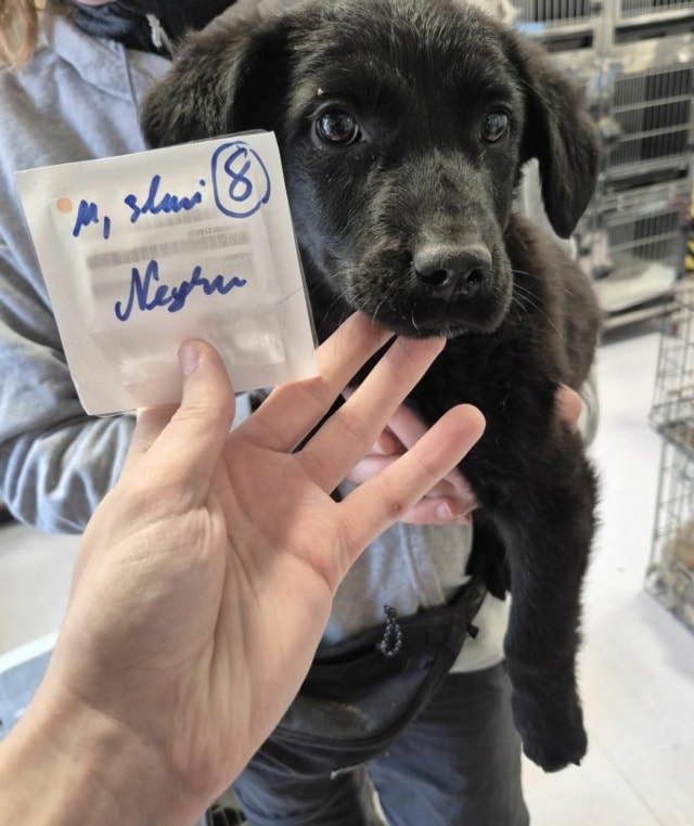 Yennefer, chien à l'adoption chez Remember Me France