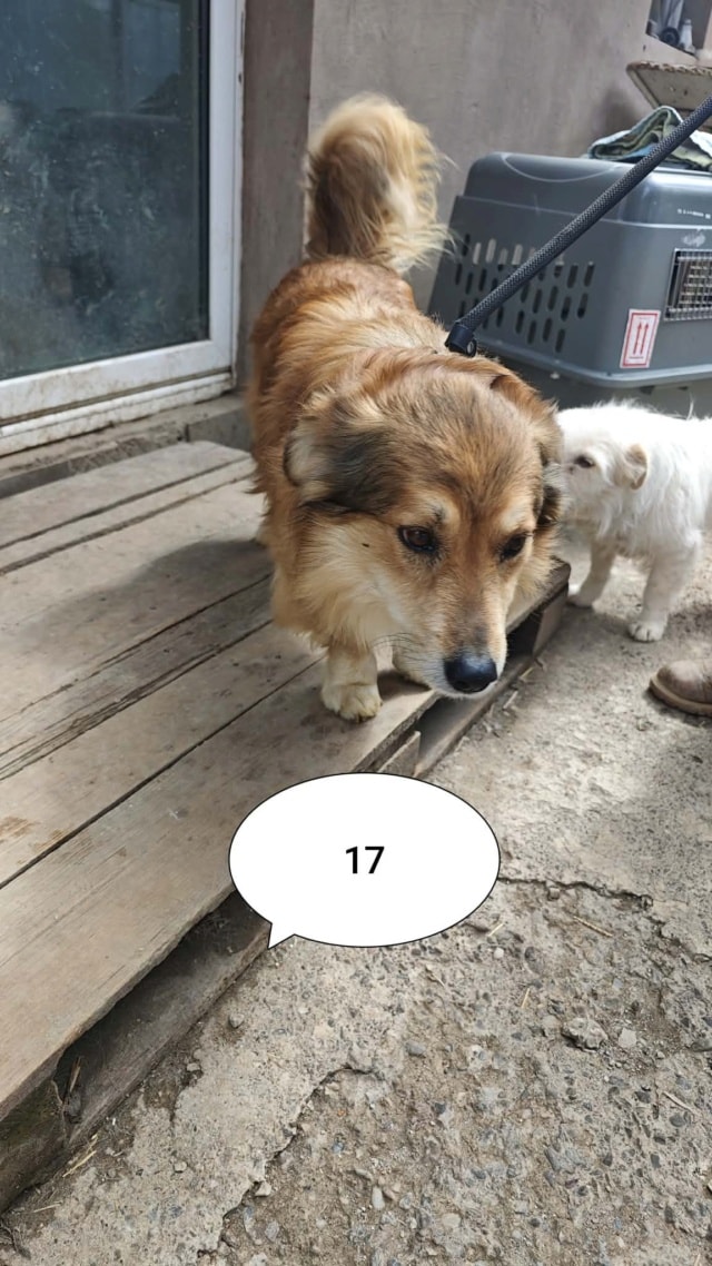 Youri, chien à l'adoption chez Remember Me France