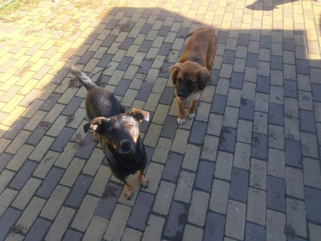 Zelia, chien à l'adoption chez Remember Me France