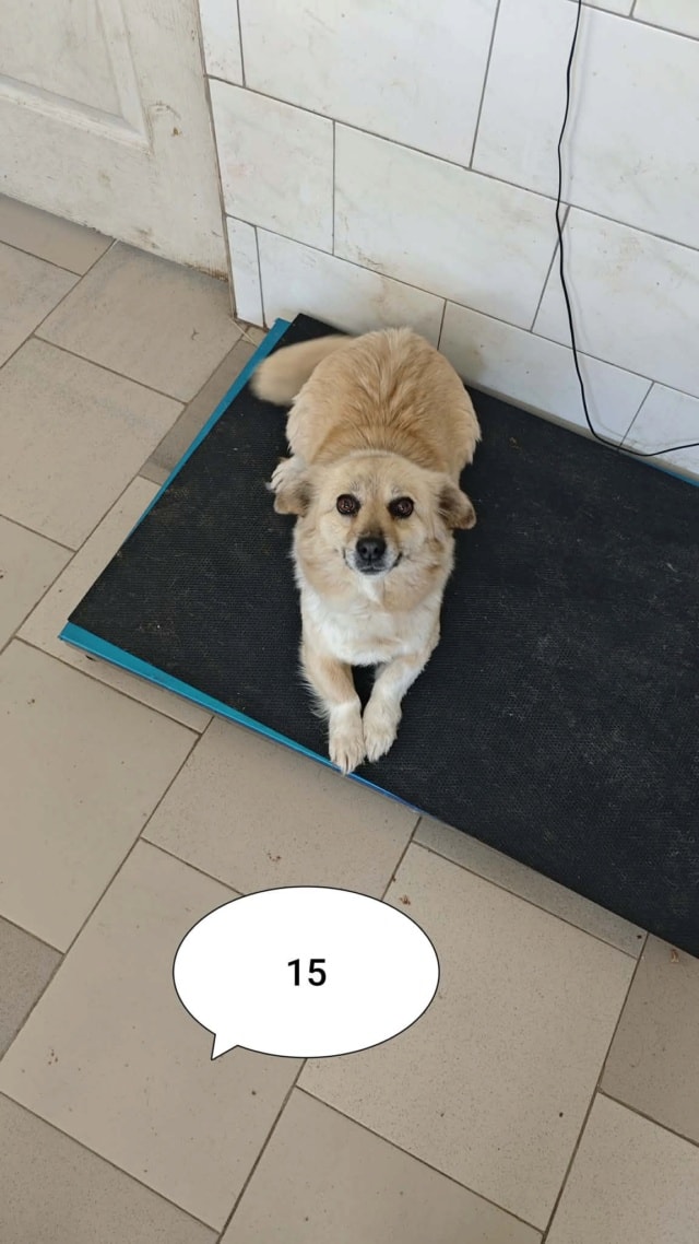 Zephira, chien à l'adoption chez Remember Me France