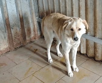 Zoltan, chien à l'adoption chez Remember Me France