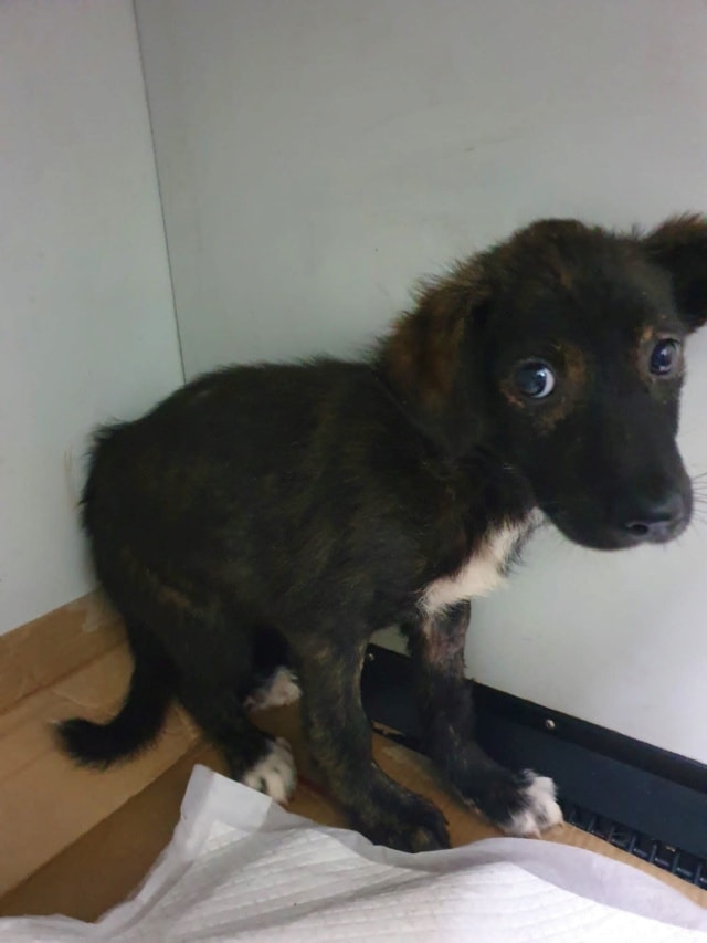 Zora, chien à l'adoption chez Remember Me France