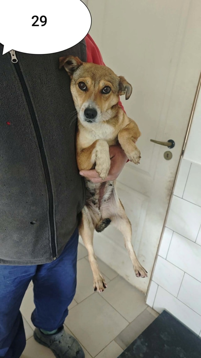 Zorya, chien à l'adoption chez Remember Me France
